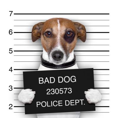 Dog Police Mugshot